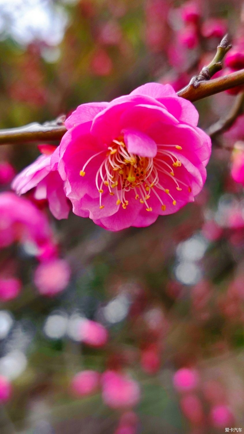 【爱卡踏青季】花枝俏