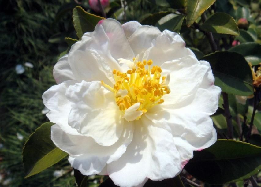 茶花长花苞了,花还没开花苞就蔫了,赶紧救治晚了不开花