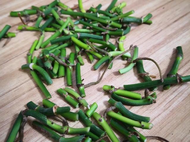 叶子|嫌花长的丑,趁现在砍头,满盆都是新叶子!