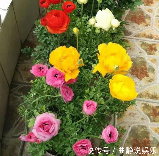 花毛茛花毛茛|夏天“3种花”别买,黄叶、掉蕾变蔫巴,买1盆死1盆,白花钱!