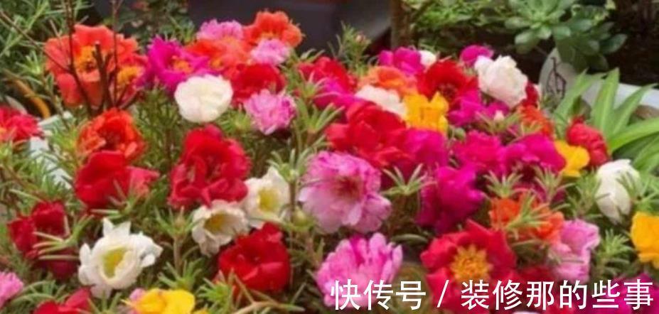 栀子花|养花就养个花期长的,花大色艳,四季繁花似锦,美