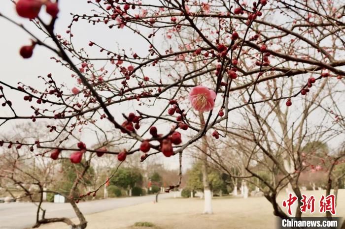 杭州“梅海”暗香浮动