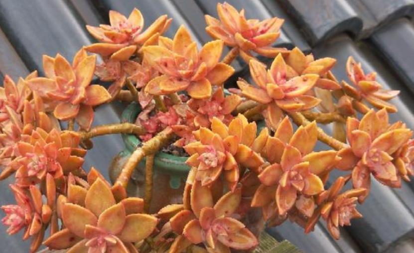 此款多肉好养又好看，爆崽快上色美，喜欢老桩多肉可别错过了