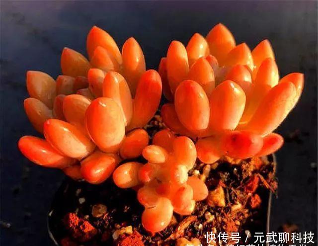 养护|多肉中的“美人系列”,这10种是代表,养护简单颜值高,适合新手