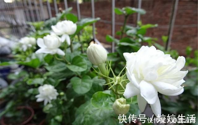 养茉莉花,掌握这5个“小窍门”,一年能开四岔花,简直是“开花机器”
