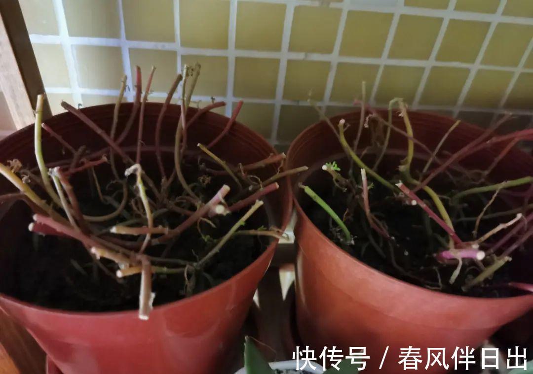 施肥|8种花赶紧剃头,剃得越狠,开花越多
