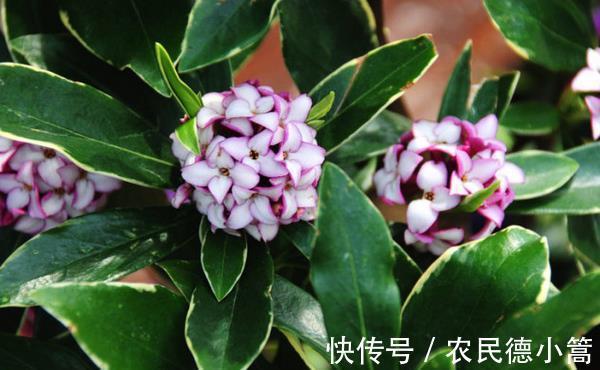 千里之香|养花试试这几款，在庭院里多种一些直接开成花海，特别的漂亮