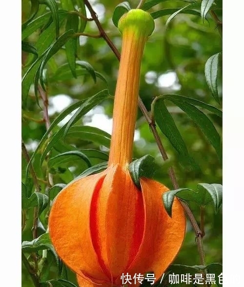 奇花|奇花、奇花、奇花、罕见奇花，赶快打开欣赏吧