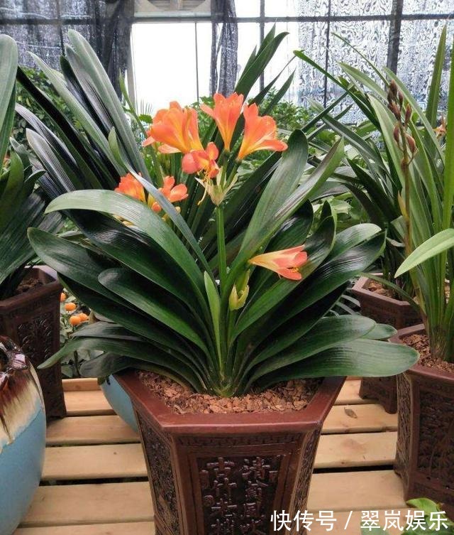 君子兰,即将“休眠期”,注意3个养护技巧,才能绿油油花苞多!