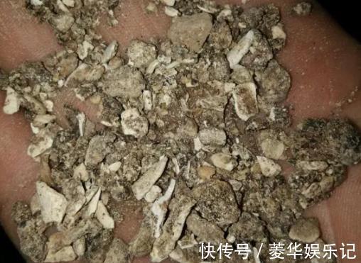 养君子兰、长寿花,盆里撒点“万能肥”,新芽猛长,呼呼开花!