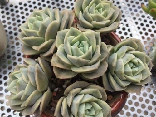 可爱玫瑰，多肉中最像玫瑰花的品种，出了状态颜色粉嫩，浪漫十足