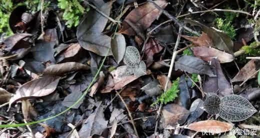 鸟人参|这种野草被称为“软黄金”,农村遍地都是,见到了别踩,价格高