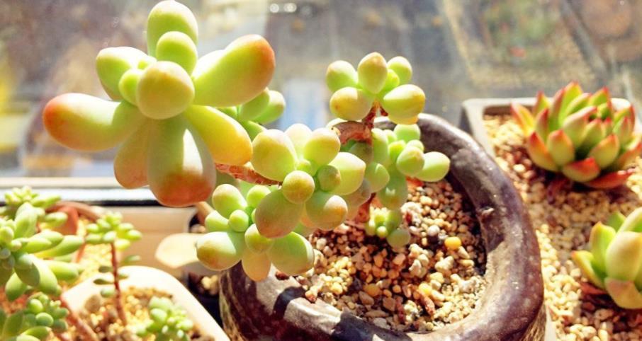 多肉乙女心|如何养殖出漂亮又独特的多肉乙女心?抓住3点就够了