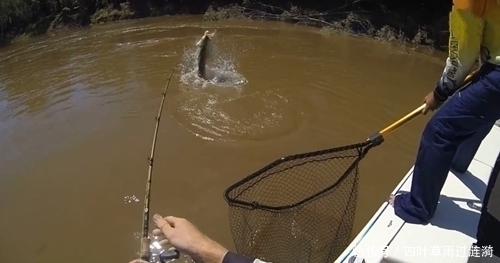 钓鱼|鱼很聪明，绕过大树，鱼竿只能跟着绕，看到鱼获让人激动