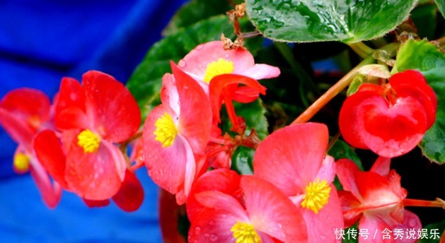 菊花|新手养护花卉,就养比君子兰好养,比菊花好看的花卉,花开四季!