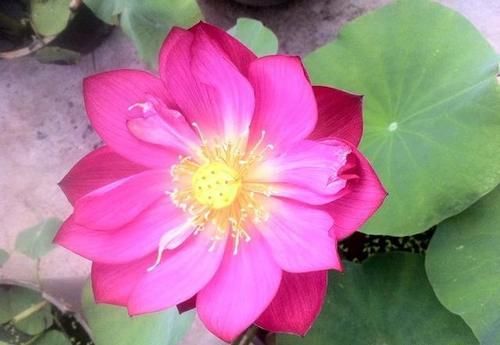 盆栽荷花怎么种？