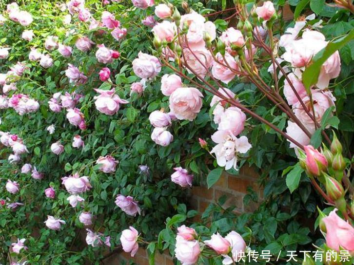 这是我见过的最美的院子:栽满好看的花卉,满眼里是花海