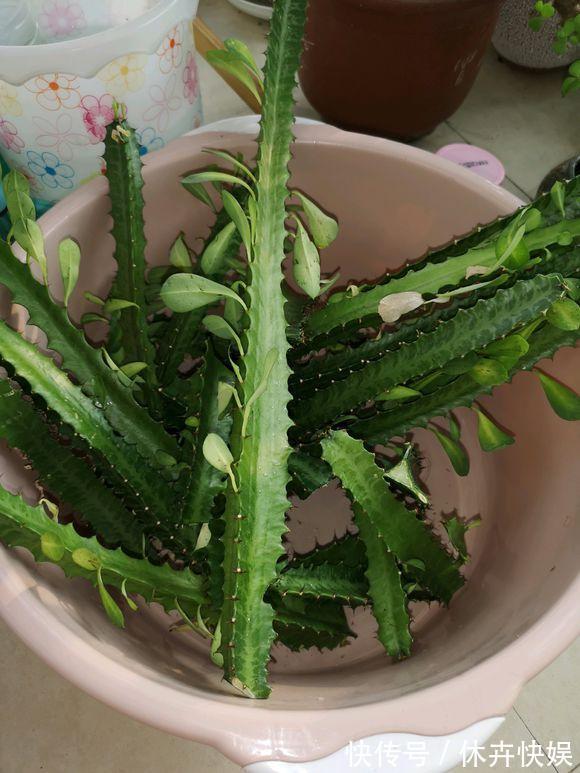 龙骨剪个叉，沾土就生根，长到“比人高”，放在门口最镇宅