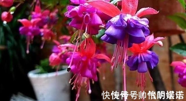 绿萝|比绿萝还漂亮的花,一个枝泡水里,10天长根,喜庆好看,一开99朵