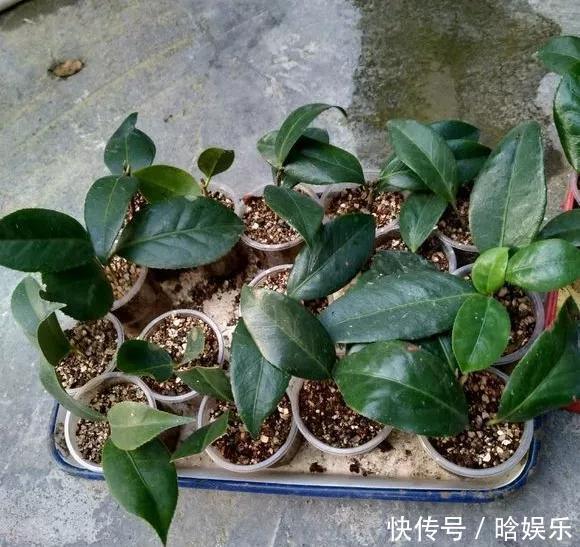 天热了就插4种花,生根快长势好,一插一大盆