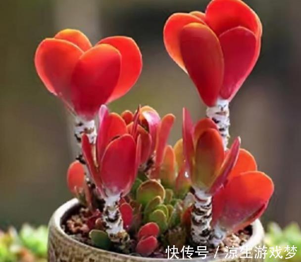 6种经典的普货多肉,好养好看易繁殖,秋冬养出极致状态,真美