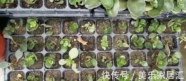 长寿花这样剪,插花盆里30天后,阳台装不下