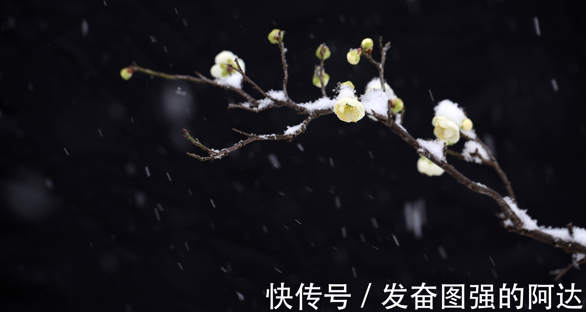 背景|要想玩好梅花盆景，这些背景知识我们要了解