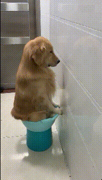 |搞笑GIF趣图:大哥,你这勺子和锅是不是连着蓝牙了啊?