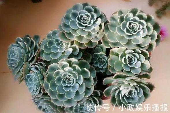 新手养花通病羡慕别人家牢记2个小常识，居家盆栽少犯错