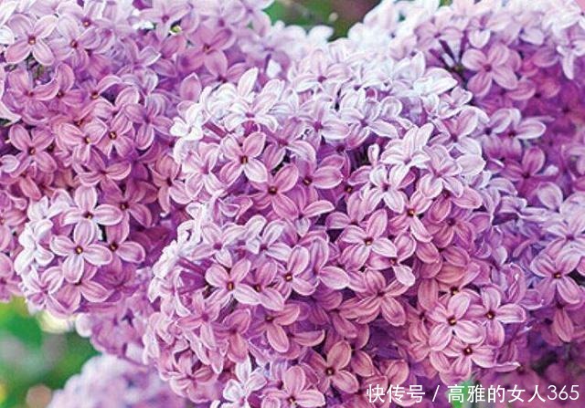 50种植物花语,不要再傻傻送错花了