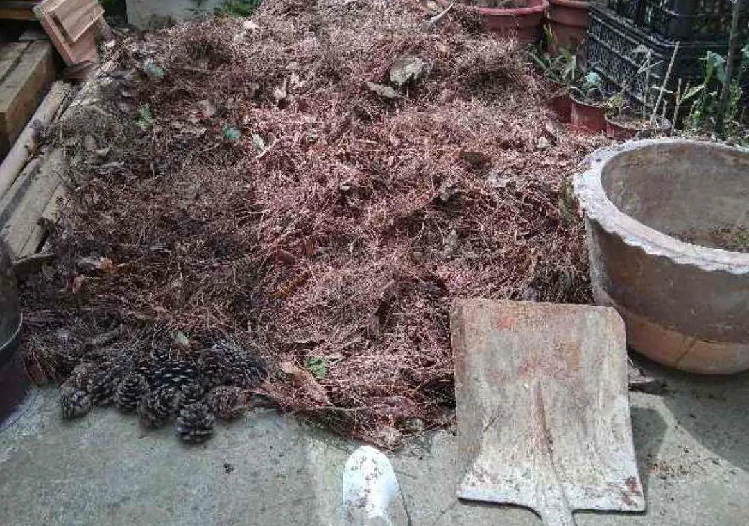 10个偏方,能省不少钱,把花养的又肥又壮