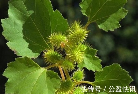 中毒|苍耳，随处可见的一种植物，你知道它的作用和禁忌吗