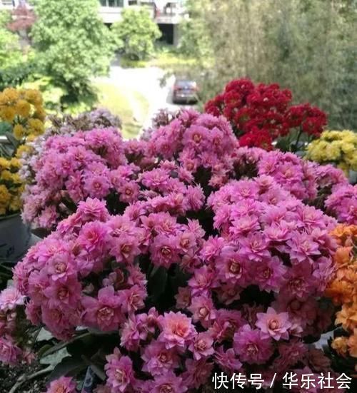 想让长寿花开花不断,教你三个小妙招,开成大花球,璀璨烂漫