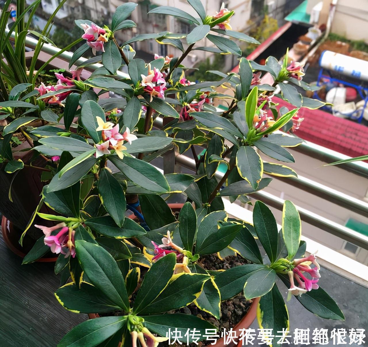 五种“吉祥花”,建议养一盆,不仅寓意好,还利于健康