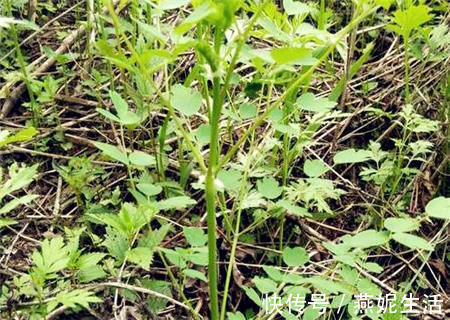 欧芹|农村最常见的一种野菜,可以有效治疗头痛,可惜知道的人很少