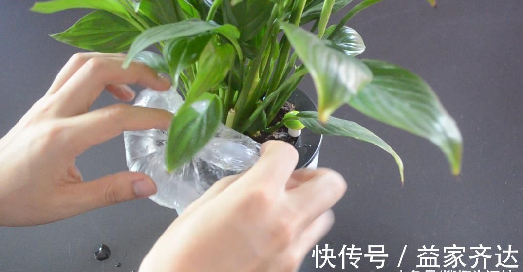 花草|花盆上放一个塑料袋, 没想到还有这个妙用, 看完这招你会感谢我的