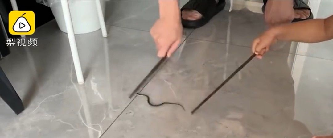 网购|男子网购盆栽后竟然……网友表示：这赠品太吓人了