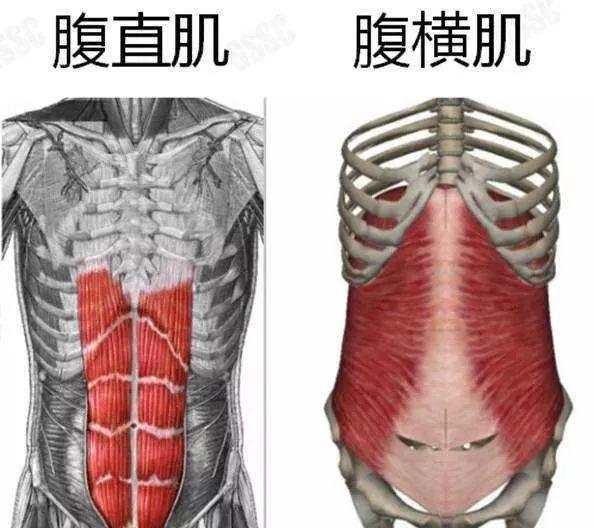腹腔|肚脐眼下面的肥肉,做什么运动可以减掉看完或有所了解