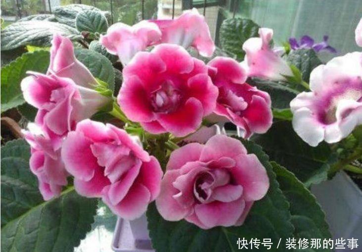 4种花开花爆盆花期长,不易生病好养护,值得入手