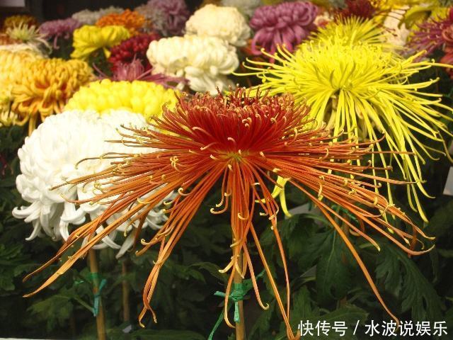 浇水|喜欢菊花,不如养盆“菊中珍品”十丈垂帘,形似高山流水,美极了