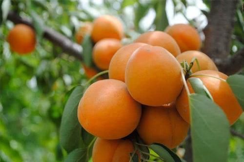 排毒養(yǎng)顏|好食物吃出好身體，推薦以下食物，排毒養(yǎng)顏，越來越美，值得試試