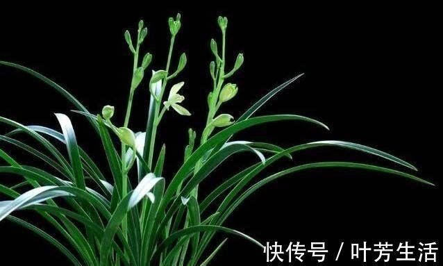 根系|花盆里埋点“它”,不烂根,不黄叶,杀菌消毒还透气,根壮花还旺