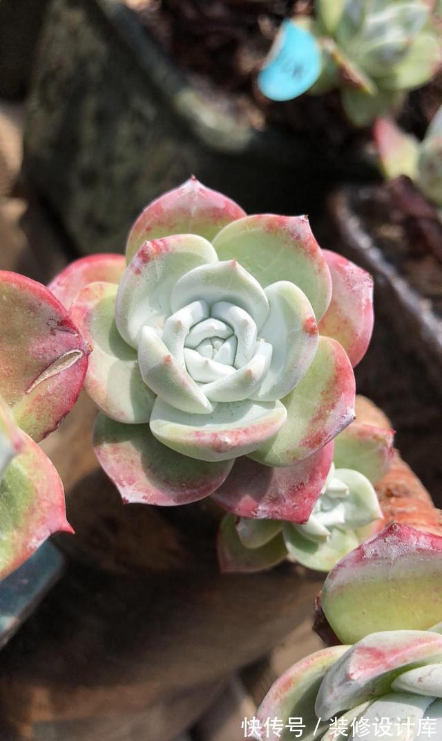 7种多肉“最难养”,一进夏天就挂,新手慎入