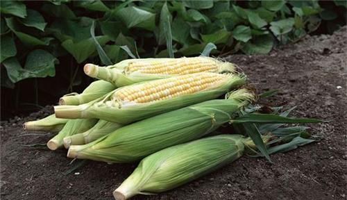 含有|会吃的人更健康，推荐3种食物，养颜抗衰，净化血液，抵抗衰老