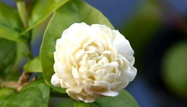 我国最香花,一年开花160天,浇水就开花,阳台种1棵,香薰满室!