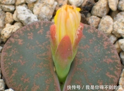 居民|非洲野外找会开花的奇怪“石头”,当地居民警告不能轻易捡拾