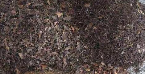 养花就用松针土，养啥旺啥，自己在家就能做，比买来的营养土好