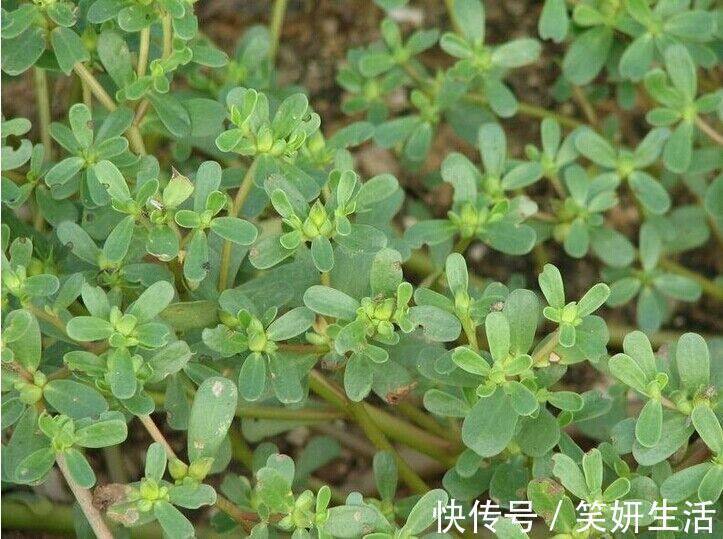 野草|十个女人九个易过敏，用此“野草”煮水涂脸，皮肤状态越来越稳定