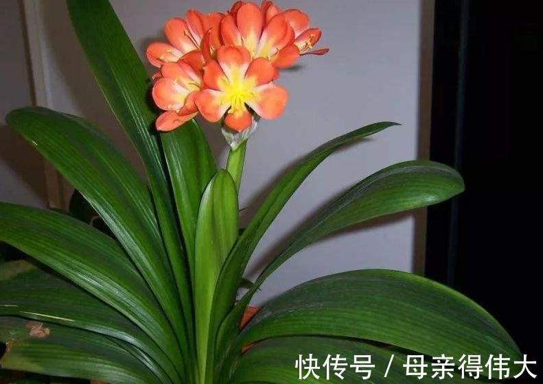君子兰僵苗,黄叶多,别着急,教您学2招,长势猛,开花旺