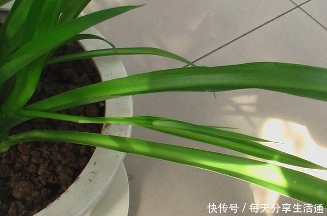 春季养吊兰,不必换盆,只用1个“方法”,叶子宽又绿,长爆盆!